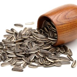 تخمه آفتابگردان